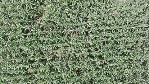 Corn plants in the afternoon Stock Footage 330979208