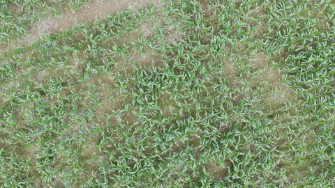 Corn plants in the afternoon Stock Footage 330979209