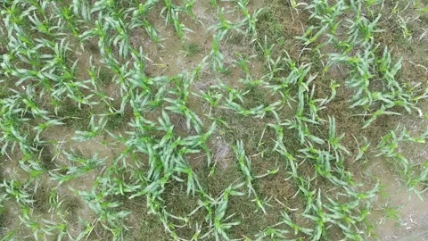 Corn plants in the afternoon Stock Footage 330979536