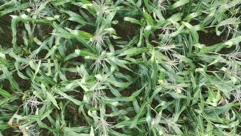 Corn plants in the afternoon Stock Footage 330979571