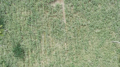 Corn plants in the afternoon Stock Footage 330979586