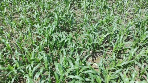 Corn plants in the afternoon Video stock 330979602