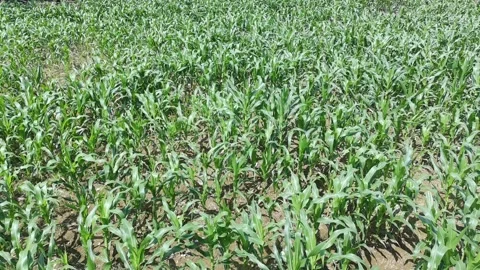Corn plants in the afternoon Stock-Footage 330979637