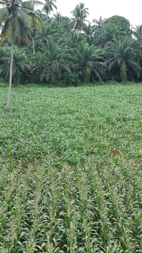 Corn plants in the afternoon Stock Footage 330979879
