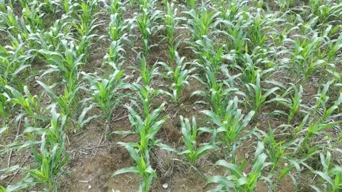 Corn plants in the afternoon Video stock 330979886