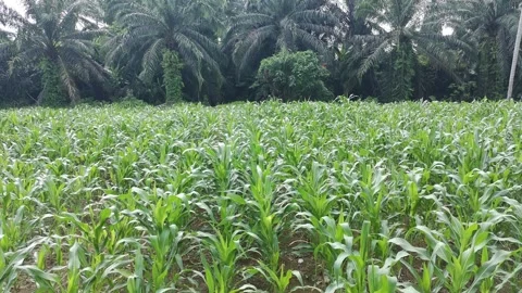 Corn plants in the afternoon Video stock 330979926