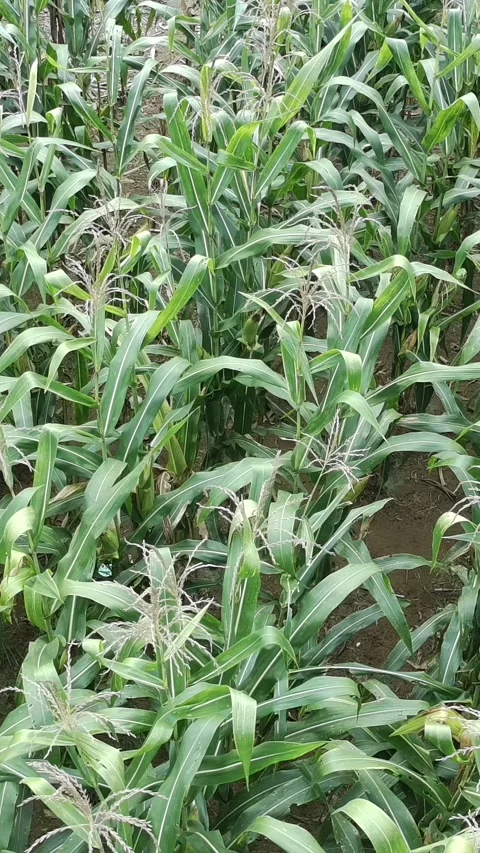 Corn plants in the afternoon Stock Footage 330979941
