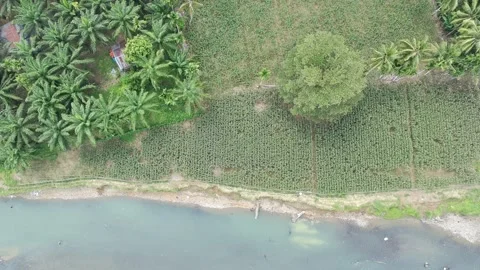 Corn plants in the afternoon Stock Footage 330980170