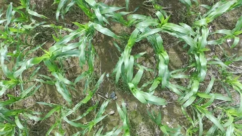 Corn plants in the afternoon Stock Footage 330980273