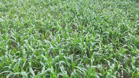 Corn plants in the afternoon Stock Footage 330980281