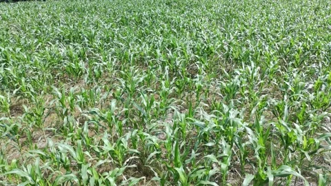 Corn plants in the afternoon Video stock 330980331