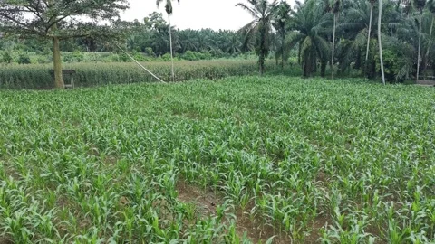 Corn plants in the afternoon Stock Footage 330980405