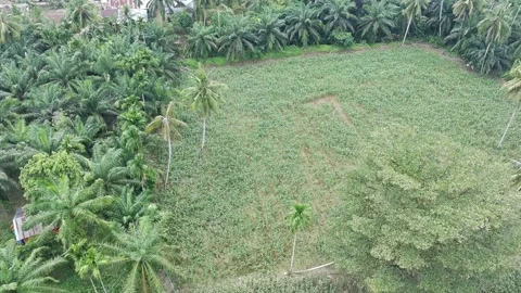 Corn plants in the afternoon Stock Footage 330981269
