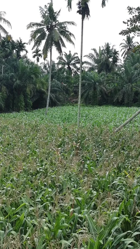 Corn plants in the afternoon Stock Footage 330981297