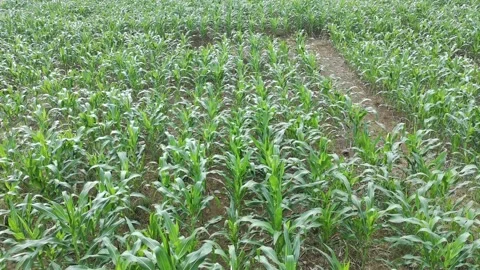 Corn plants in the afternoon Video stock 330981351