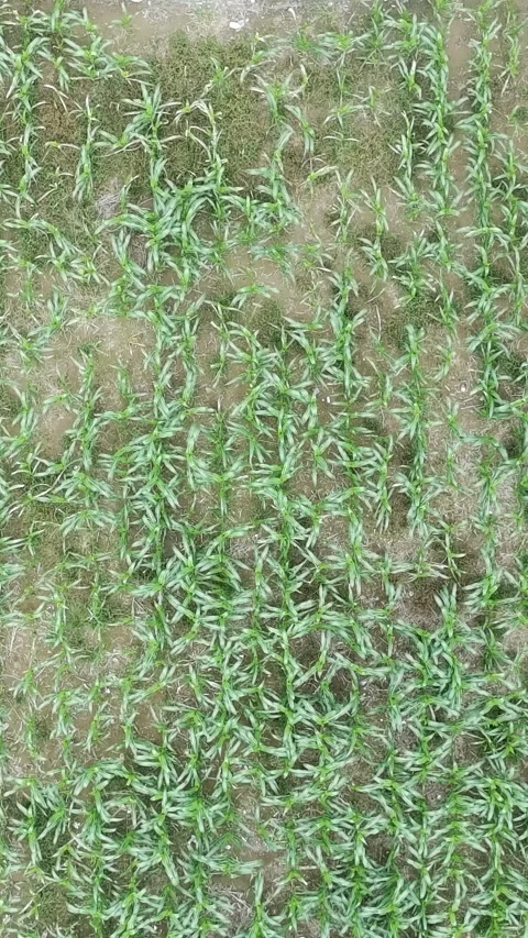 Corn plants in the afternoon Stock Footage 330981354