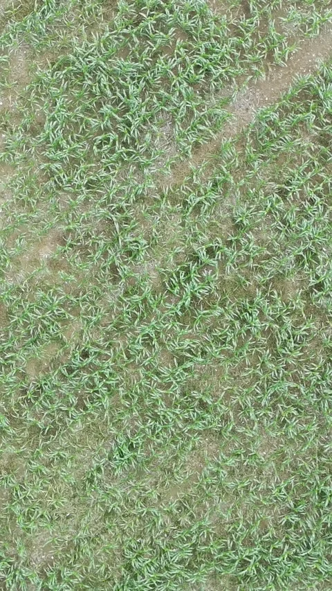 Corn plants in the afternoon Stock Footage 330981402