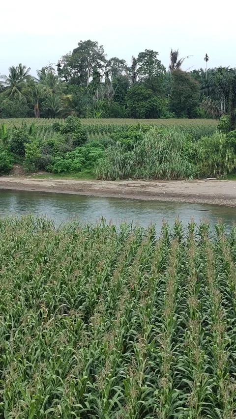 Corn plants in the afternoon Stock Footage 330981439