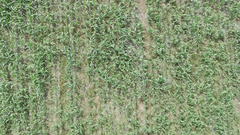 Corn plants in the afternoon Stock Footage 330981525