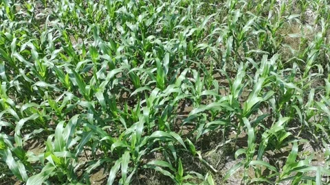 Corn plants in the afternoon Stock Footage 330981562