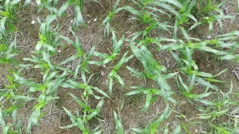 Corn plants in the afternoon Stock Footage 330981564