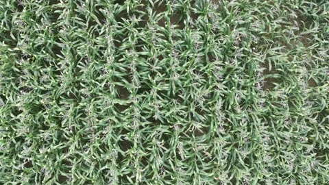 Corn plants in the afternoon Stock-Footage 330981641