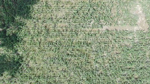 Corn plants in the afternoon Stock-Footage 330981691