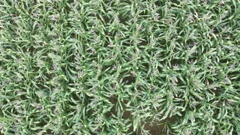 Corn plants in the afternoon Video stock 330981777