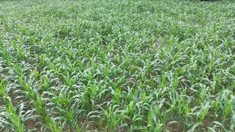 Corn plants in the afternoon Stock Footage 330981778