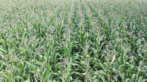 Corn plants in the afternoon Stock Footage 330981779