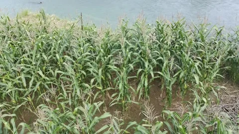 Corn plants in the afternoon Stock-Footage 330981830