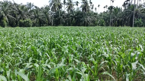 Corn plants in the afternoon Stock Footage 330981915