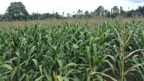Corn plants in the afternoon Stock Footage 330981923