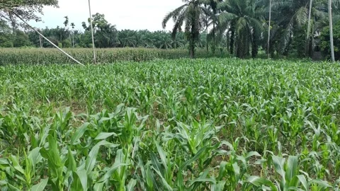 Corn plants in the afternoon Stock Footage 330981991