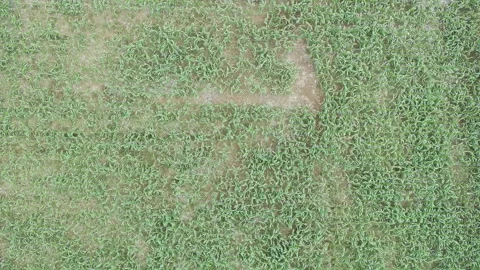 Corn plants in the afternoon Stock Footage 330981996