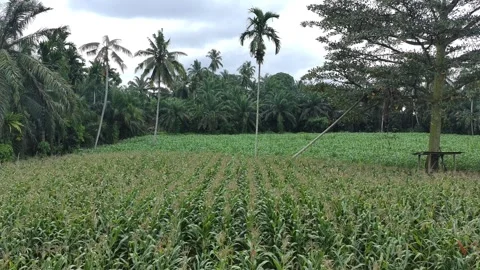 Corn plants in the afternoon Video stock 330981998