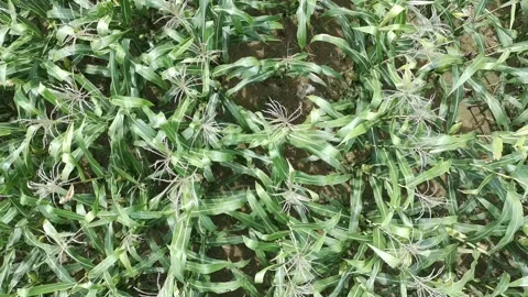 Corn plants in the afternoon Stock Footage 330982017