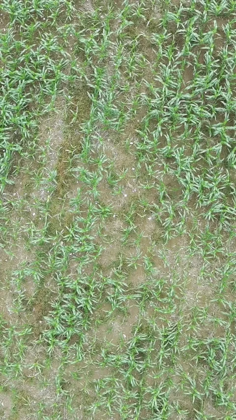 Corn plants in the afternoon Stock Footage 330982070