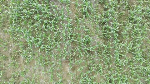 Corn plants in the afternoon Stock Footage 330982071