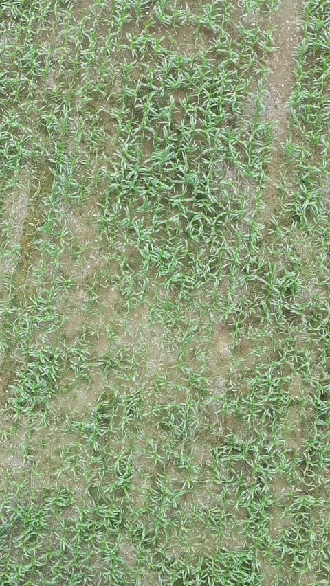 Corn plants in the afternoon Video stock 330983389