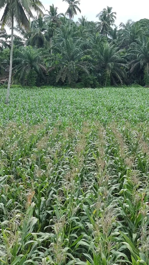 Corn plants in the afternoon Stock Footage 330983408
