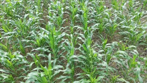 Corn plants in the afternoon Stock Footage 330983499