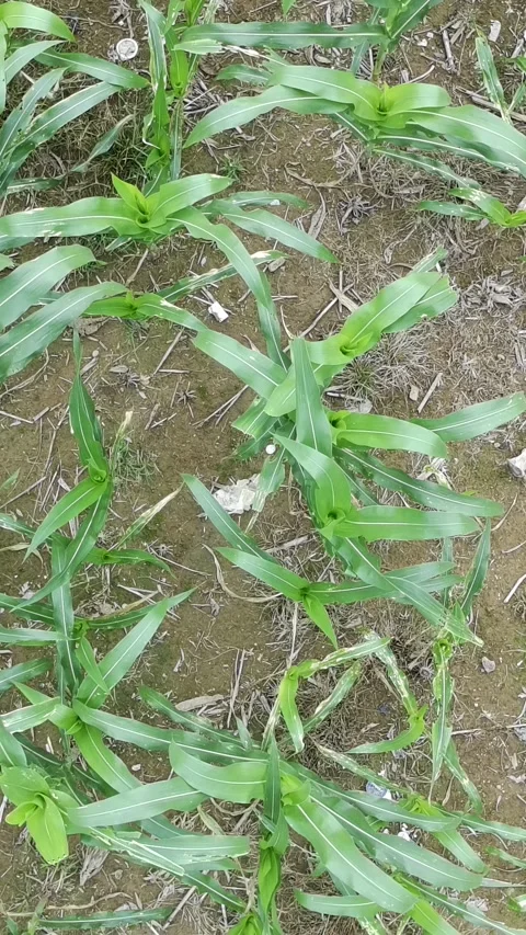 Corn plants in the afternoon Stock Footage 330983517