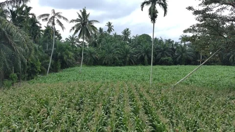 Corn plants in the afternoon Stock Footage 330983539