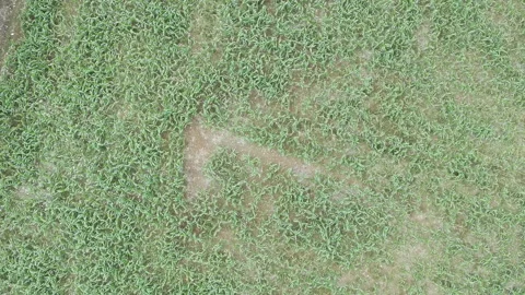 Corn plants in the afternoon Stock-Footage 330983643