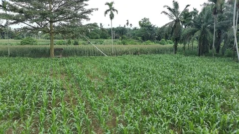Corn plants in the afternoon Stock Footage 330983709