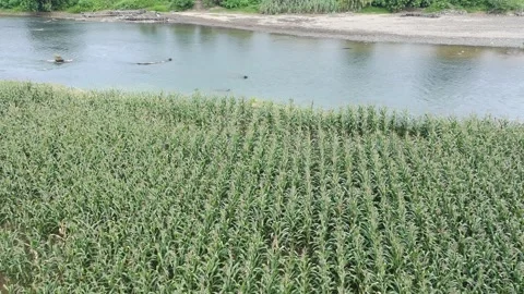 Corn plants in the afternoon Stock Footage 330983727