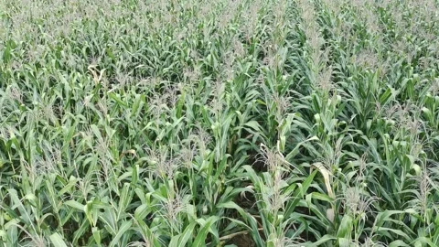 Corn plants in the afternoon Stock Footage 330983868