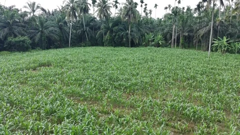 Corn plants in the afternoon Stock Footage 330983914