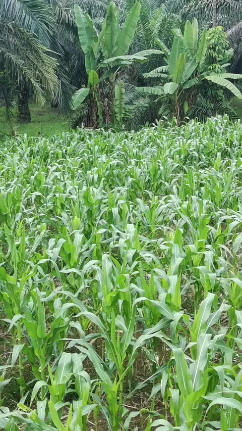 Corn plants in the afternoon Stock Footage 330984412